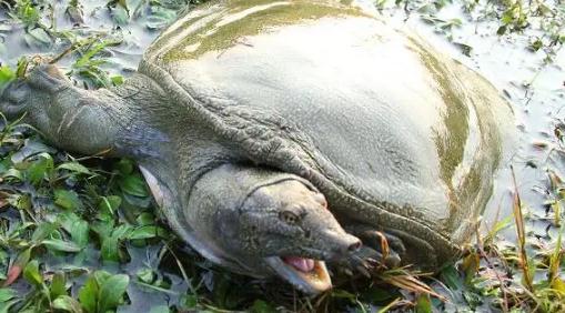 世界上十大最脏的鱼，很脏但却是人间美味(附图片)