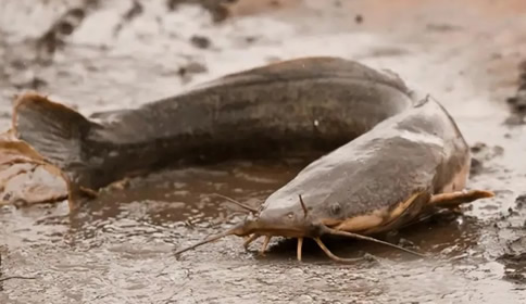 世界上十大最脏的鱼，很脏但却是人间美味(附图片)