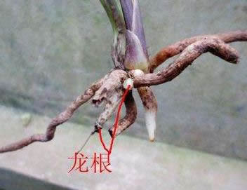 龙根是什么 说法及来源 龙根是什么 说法及来源