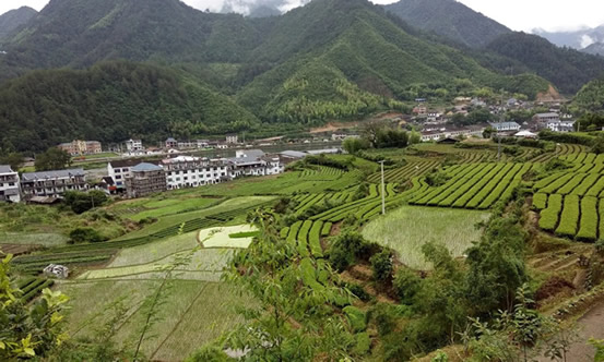 龙根是什么 说法及来源 龙根是什么 说法及来源