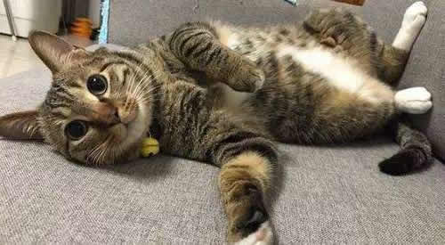 狸花猫千万不能养为什么 不听话爱打架(价格多少钱) 狸花猫千万不能养为什么 不听话爱打架(价格多少钱)