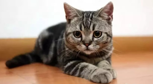 狸花猫千万不能养为什么 不听话爱打架(价格多少钱) 狸花猫千万不能养为什么 不听话爱打架(价格多少钱)