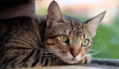 狸花猫千万不能养为什么 不听话爱打架(价格多少钱) 狸花猫千万不能养为什么 不听话爱打架(价格多少钱)