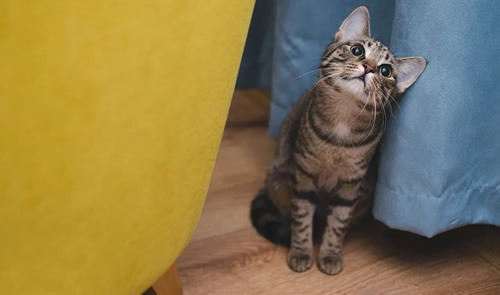 狸花猫千万不能养为什么 不听话爱打架(价格多少钱) 狸花猫千万不能养为什么 不听话爱打架(价格多少钱)