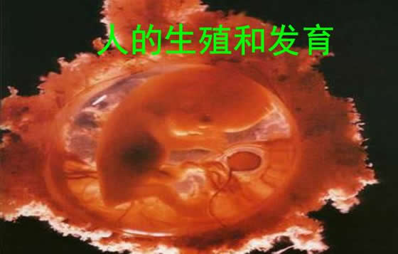 为什么说人类繁殖的方式太恶心了(纯属无稽之谈)