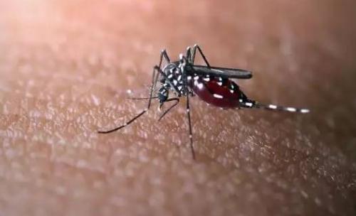 蚊子多用什么方法最管用(10个实用无害除蚊方法)