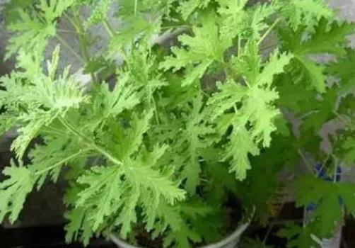 蚊子多用什么方法最管用(10个实用无害除蚊方法)