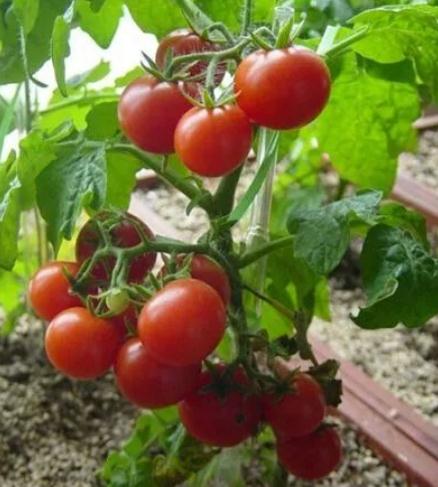 蚊子多用什么方法最管用(10个实用无害除蚊方法)