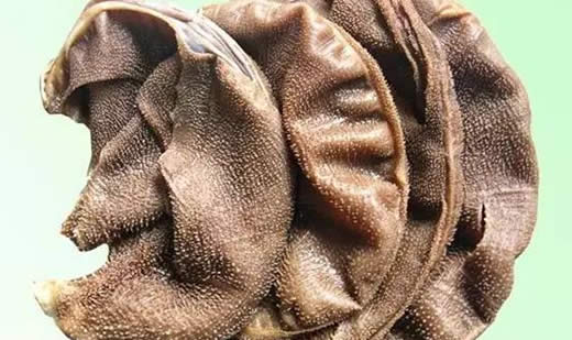 毛肚可以冷冻吗 储存毛肚方式(零下24摄氏度冷冻最佳) 毛肚可以冷冻吗 储存毛肚方式(零下24摄氏度冷冻最佳)