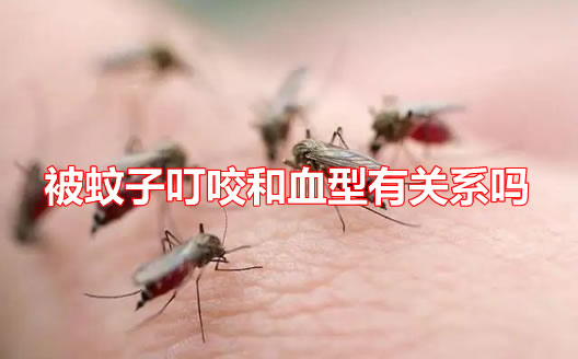 被蚊子叮咬和血型有关系吗(蚊子更喜欢出汗的人)