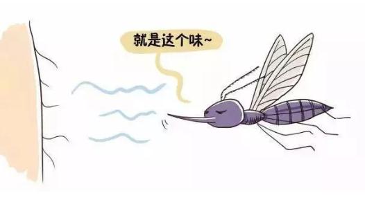被蚊子叮咬和血型有关系吗(蚊子更喜欢出汗的人)