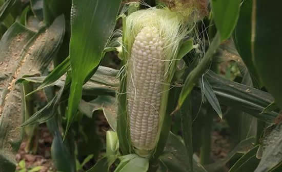 一根玉米相当几碗米饭(3/4碗米饭)