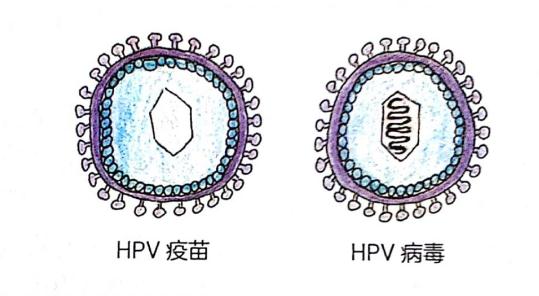 关于HPV及HPV疫苗常见问题汇总(完整版) 关于HPV及HPV疫苗常见问题汇总(完整版)