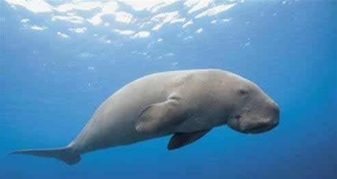 美人鱼真身恐怖吓人：带你欣赏真实美人鱼图片（慎入）