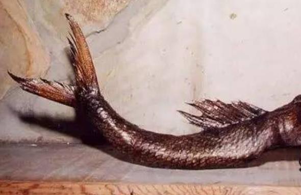 美人鱼真身恐怖吓人：带你欣赏真实美人鱼图片（慎入）