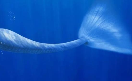 美人鱼真身恐怖吓人：带你欣赏真实美人鱼图片（慎入）