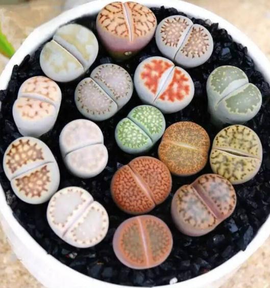 十大最贵多肉排行榜(颜值最高的多肉)