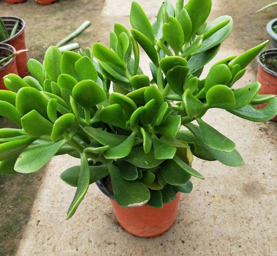 十大最贵多肉排行榜(颜值最高的多肉)