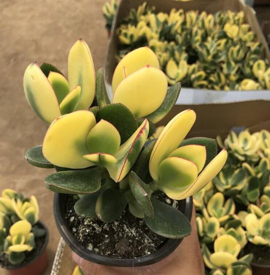 十大最贵多肉排行榜(颜值最高的多肉)