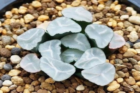 十大最贵多肉排行榜(颜值最高的多肉)