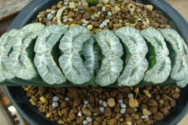 十大最贵多肉排行榜(颜值最高的多肉)