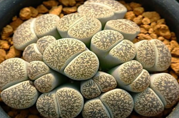 十大最贵多肉排行榜(颜值最高的多肉)