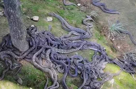 哪个地方蛇最多 云南是国内蛇最多达95种蛇 哪个地方蛇最多 云南是国内蛇最多达95种蛇