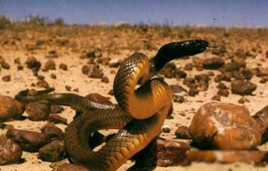 哪个地方蛇最多 云南是国内蛇最多达95种蛇 哪个地方蛇最多 云南是国内蛇最多达95种蛇