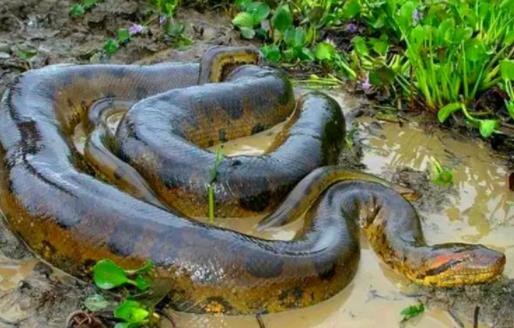 哪个地方蛇最多 云南是国内蛇最多达95种蛇 哪个地方蛇最多 云南是国内蛇最多达95种蛇