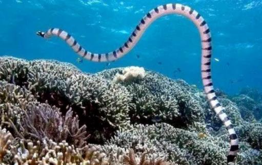 哪个地方蛇最多 云南是国内蛇最多达95种蛇 哪个地方蛇最多 云南是国内蛇最多达95种蛇