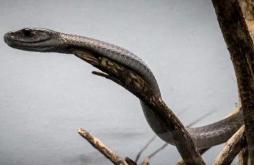 哪个地方蛇最多 云南是国内蛇最多达95种蛇