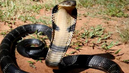 哪个地方蛇最多 云南是国内蛇最多达95种蛇