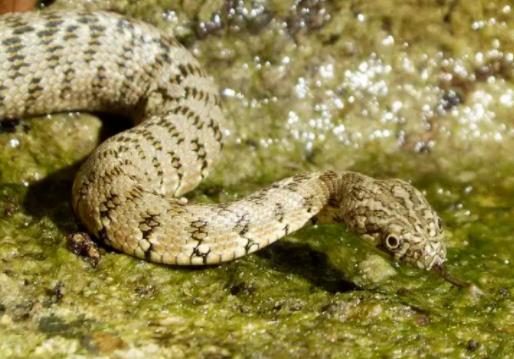 哪个地方蛇最多 云南是国内蛇最多达95种蛇