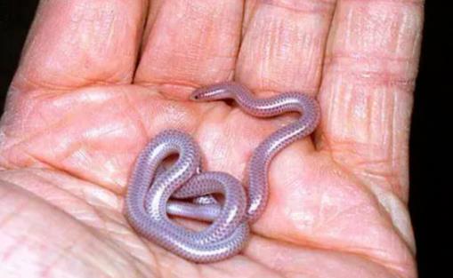 哪个地方蛇最多 云南是国内蛇最多达95种蛇