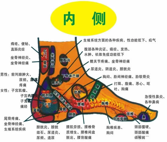 脚的各个部位详细图 脚弓/脚面/脚底(示意图解) 脚的各个部位详细图 脚弓/脚面/脚底(示意图解)