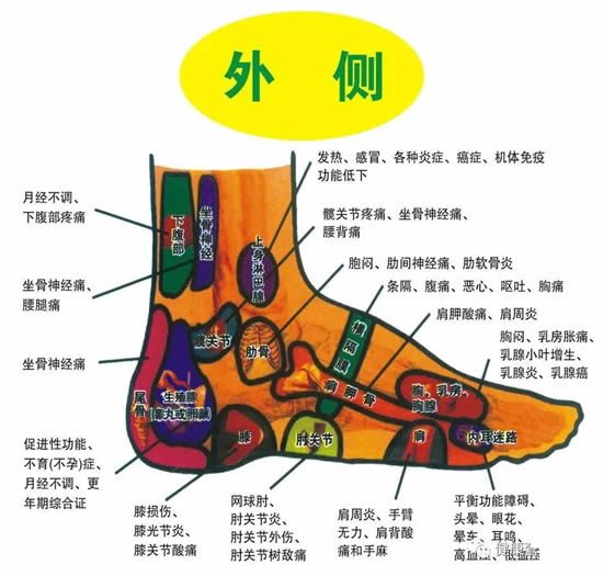 脚的各个部位详细图 脚弓/脚面/脚底(示意图解) 脚的各个部位详细图 脚弓/脚面/脚底(示意图解)