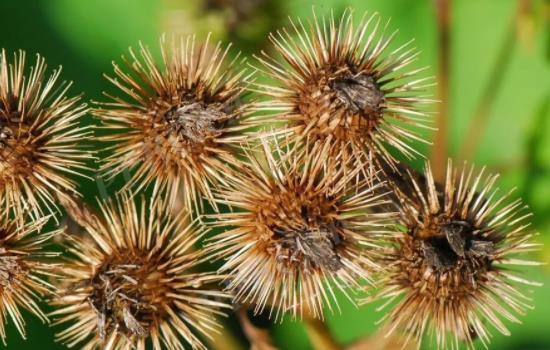 家里放一物绝对没老鼠 风油精刺鼻，鼠见愁天然驱鼠植物