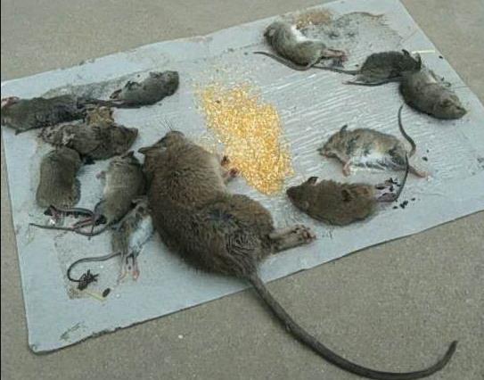 家里放一物绝对没老鼠 风油精刺鼻，鼠见愁天然驱鼠植物