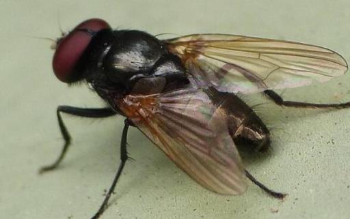 四害是指哪4种生物呢 苍蝇/老鼠/蚊子/蟑螂(危害不可轻视) 四害是指哪4种生物呢 苍蝇/老鼠/蚊子/蟑螂(危害不可轻视)