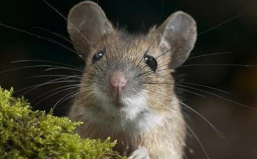 四害是指哪4种生物呢 苍蝇/老鼠/蚊子/蟑螂(危害不可轻视) 四害是指哪4种生物呢 苍蝇/老鼠/蚊子/蟑螂(危害不可轻视)