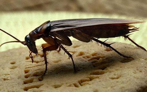 四害是指哪4种生物呢 苍蝇/老鼠/蚊子/蟑螂(危害不可轻视) 四害是指哪4种生物呢 苍蝇/老鼠/蚊子/蟑螂(危害不可轻视)