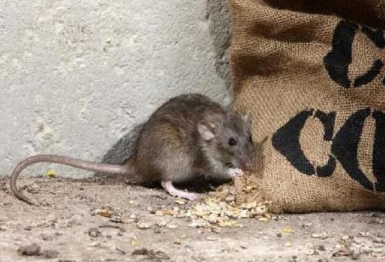 四害指的是什么害虫图片 老鼠/蚊子/苍蝇/蟑螂(麻雀已出局) 四害指的是什么害虫图片 老鼠/蚊子/苍蝇/蟑螂(麻雀已出局)