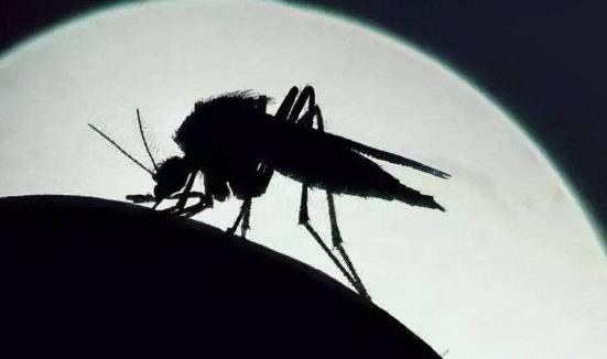 四害指的是什么害虫图片 老鼠/蚊子/苍蝇/蟑螂(麻雀已出局) 四害指的是什么害虫图片 老鼠/蚊子/苍蝇/蟑螂(麻雀已出局)