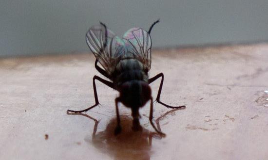 四害指的是什么害虫图片 老鼠/蚊子/苍蝇/蟑螂(麻雀已出局) 四害指的是什么害虫图片 老鼠/蚊子/苍蝇/蟑螂(麻雀已出局)