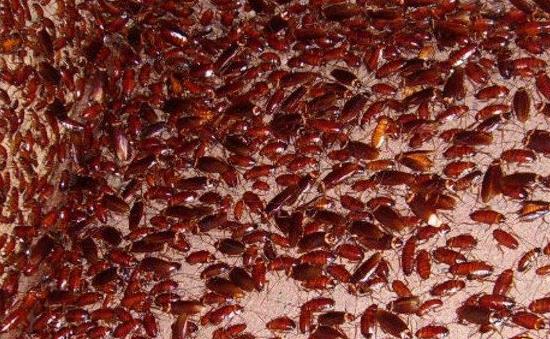 四害指的是什么害虫图片 老鼠/蚊子/苍蝇/蟑螂(麻雀已出局) 四害指的是什么害虫图片 老鼠/蚊子/苍蝇/蟑螂(麻雀已出局)