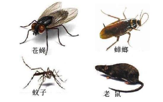 四害指的是什么害虫图片 老鼠/蚊子/苍蝇/蟑螂(麻雀已出局) 四害指的是什么害虫图片 老鼠/蚊子/苍蝇/蟑螂(麻雀已出局)
