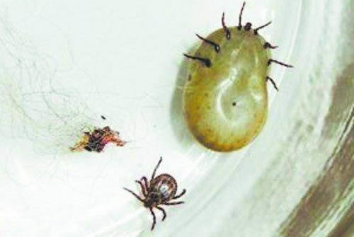 床上会有蜱虫吗 怎么来的(俾虫子咬人图片)