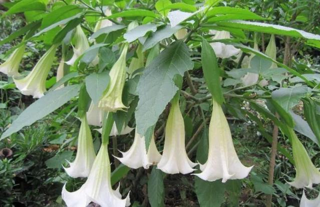 世界上最诡异漂亮的花(漂亮6种鬼花)