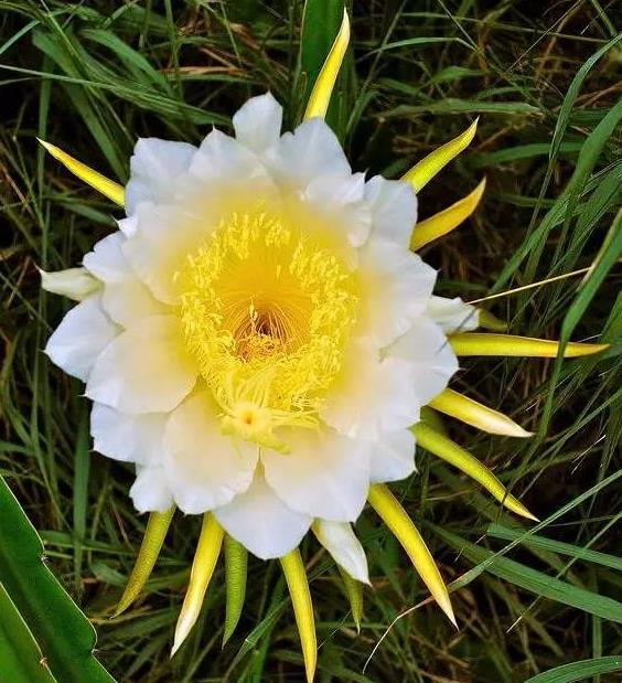 世界上最诡异漂亮的花(漂亮6种鬼花)