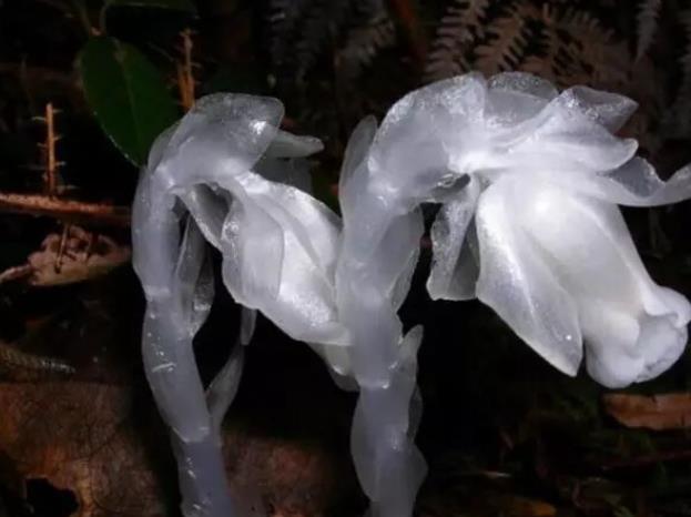 世界上最诡异漂亮的花(漂亮6种鬼花)